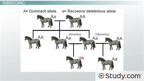 Inbreeding | Definition, Effects & Examples - Lesson | Study.com