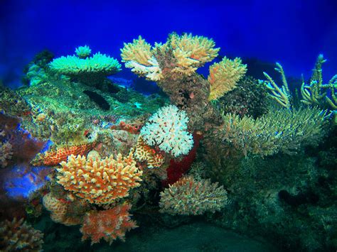 Coral and Eel, Kwajalein Atoll Photograph by Lee Craker