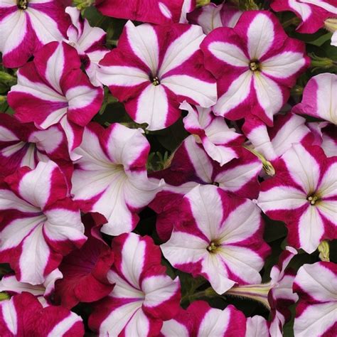 United States - Top 10 Wave® Petunia Colors for 2021