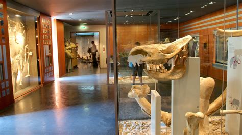 Top 20 National Museum of Natural History, Luxembourg City cottage ...