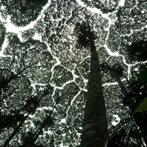 Crown Shyness Trees Tree Photography, Landscape Photography, Tree Canopy, Change Image, Tree ...