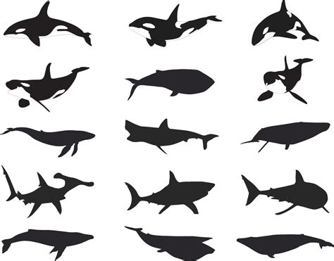 Shark and whale silhouette 15826932 Vector Art at Vecteezy