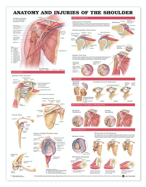 Shoulder Pain Anatomy Chart