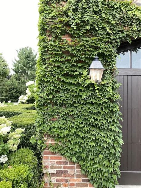 How to choose the best ivy walls for your home | The Zhush | Brick wall gardens, Ivy wall ...