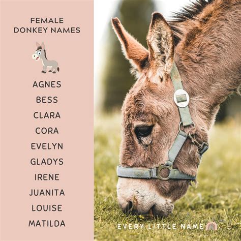 170+ Best Donkey Names (Cute, Funny, and Creative) - Every Little Name