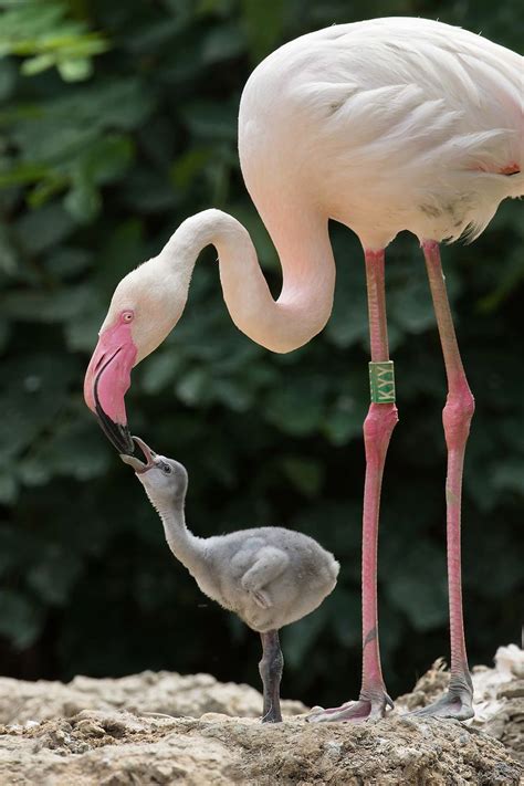 What Color Are Flamingos When They Re Born - Byulaka