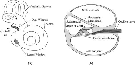 [DIAGRAM] Blank Diagram Of The Cochlea - MYDIAGRAM.ONLINE