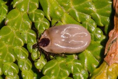 American Dog Tick | Pest Information & Prevention Tips