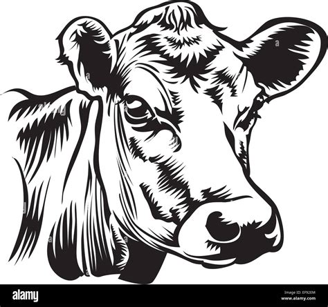 A cow's head Stock Vector Image & Art - Alamy