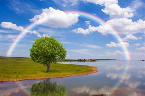 Rainbow tree wallpaper | nature and landscape | Wallpaper Better