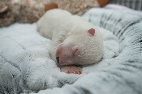 Baby Polar Bear Born at Columbus Zoo Gets a Name Selected by a Public Vote