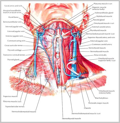 Nerves Of Neck Image | Anatomy System - Human Body Anatomy diagram and chart images