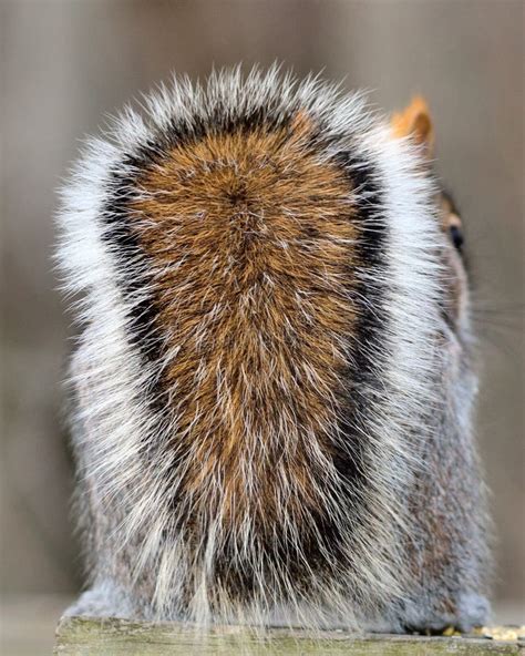 Gray Squirrel Tail stock image. Image of wild, fluffy - 25564885