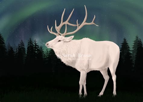 Albino Elk by etriers on DeviantArt