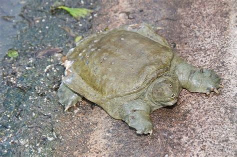 Chinese Softshell Turtle Facts and Pictures | Reptile Fact