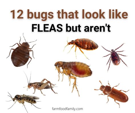 Bugs That Look Like Fleas With Wings - PestPhobia