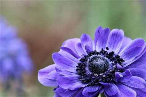 Blue Poppy Anemone Macro Free Stock Photo - Public Domain Pictures