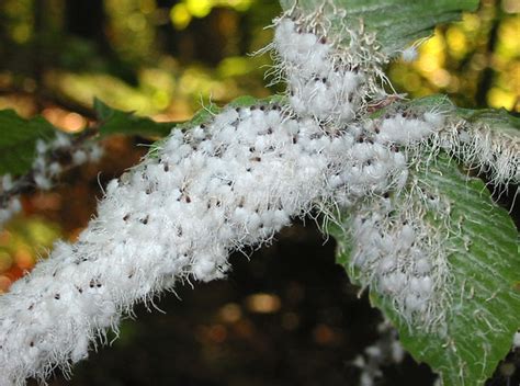 Eriosoma lanigerum | Adult woolly apple aphids are wingless … | Flickr