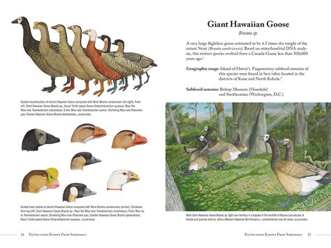 Extinct Birds of Hawaii – Mutual Publishing