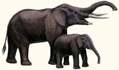 Primelephas, a four-tusked elephant that lived 4-6 million years ago | Puzzling Pachyderms II ...