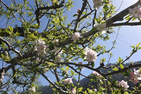 Apple Tree Pollination - How to Choose The Perfect Pollinator