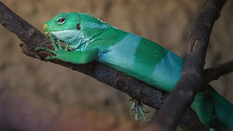 Fiji banded iguana 3137805 Stock Photo at Vecteezy