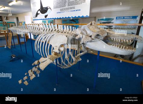 Old tom killer whale museum hi-res stock photography and images - Alamy