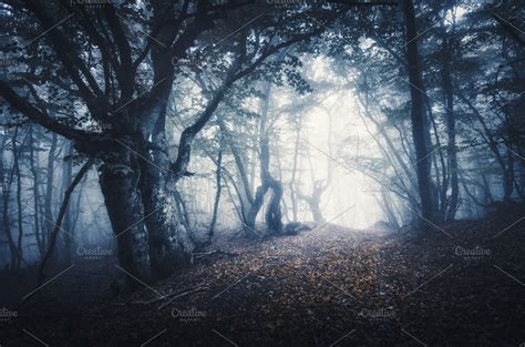 Dark foggy forest. Mystical autumn | High-Quality Nature Stock Photos ~ Creative Market