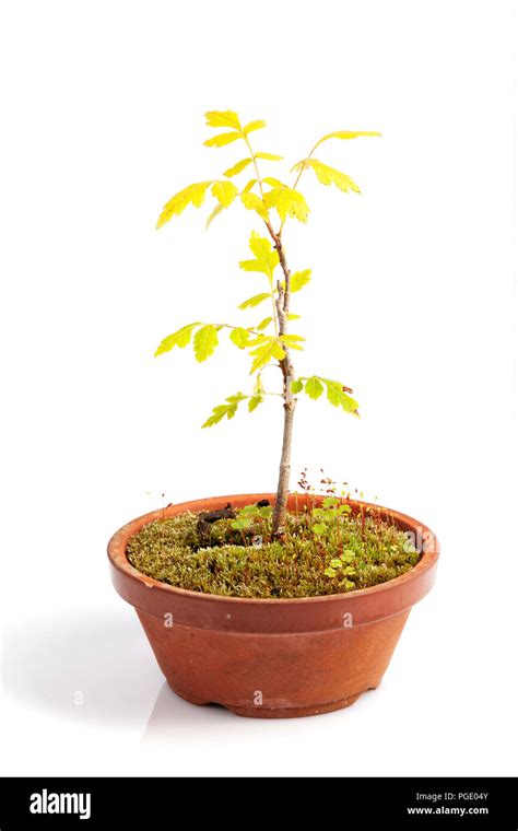 Specimen bonsai Cut Out Stock Images & Pictures - Alamy