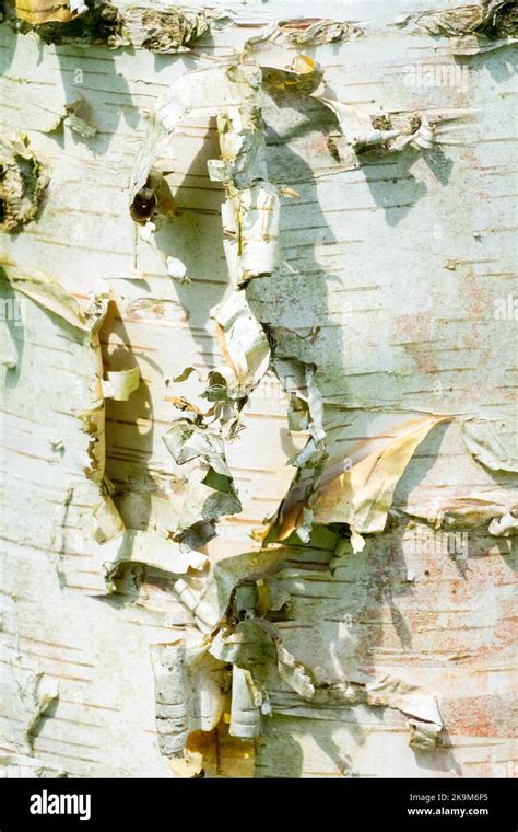 Betula papyrifera, Bark, Birch, Tree bark, Trunk, Texture, Tree trunk ...