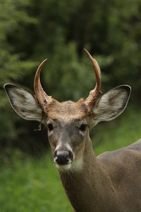 Whitetail Buck With Antlers Shedding Velvet. Stock Image - Image of walking, fall: 199510895