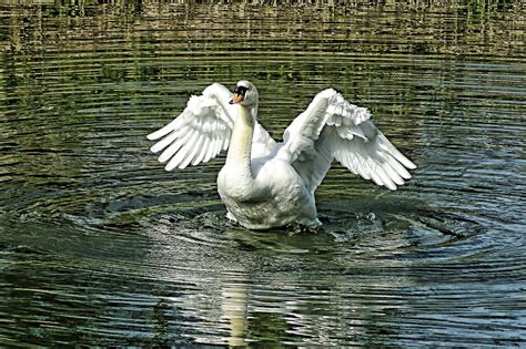 Swan White Feathers - Free photo on Pixabay - Pixabay