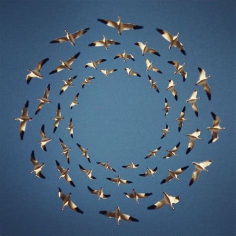 'Flying Formation', A Series of Digital Photo Collages of Birds Flying in Precise Geometric ...