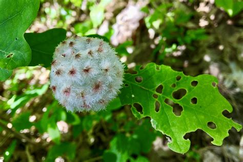 Wool Sower Gall – Seashore to Forest Floor