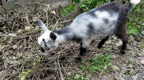 Mini Nubian Goats