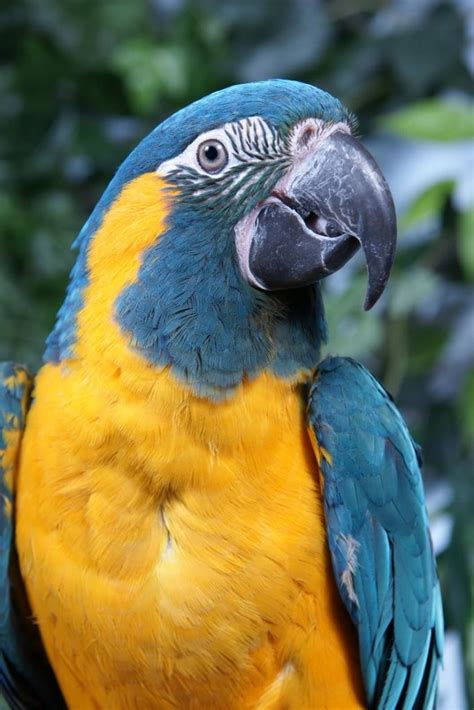 Blue-Throated Macaw Facts, Pet Care, Temperament, Pictures