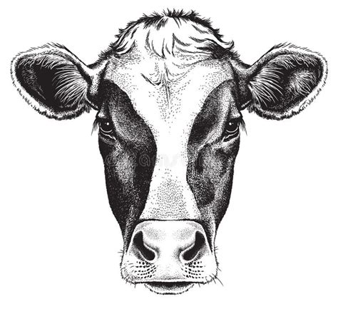 Share 81+ cow sketch face super hot - seven.edu.vn