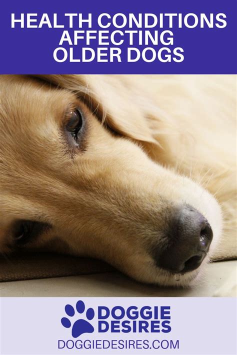 Seven Health Conditions Affecting Older Dogs - Doggie Desires | Dog health problems, Dog health ...