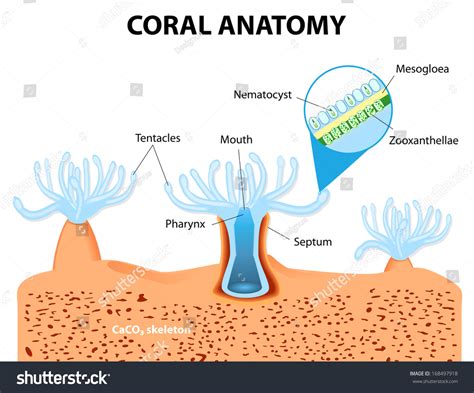 Structure Coral Polyp. Coral Anatomy. The Coral Polyps Tend To Live In Colonies And Form The ...