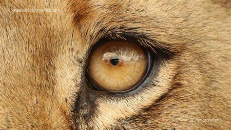 Image_1_-_Close_up_of_a_lion_s_eye - Africa Geographic