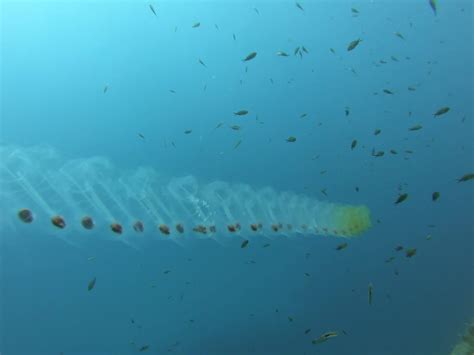 Sea Salp | Check this out!! This is called a Sea Salp, this barrel-shaped species moves by ...