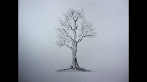 How To Draw Pencil Drawing Tree - YouTube