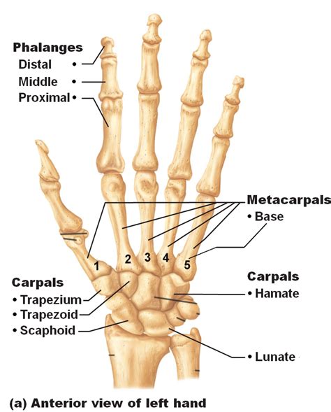 Hand Surface Anatomy Diagram