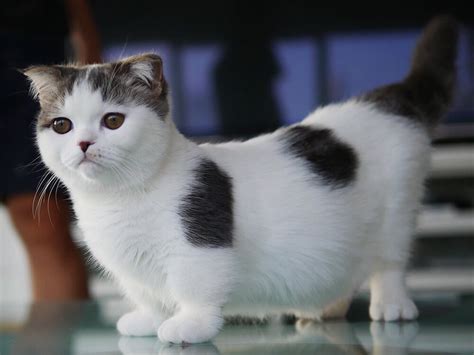 The 20 Most-Loved Fluffy Cat Breeds | UK Pets