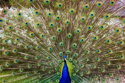 Close-up of Peacock Feathers · Free Stock Photo