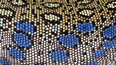 Ocellated Lizard Skin Pattern Photograph by Nigel Downer