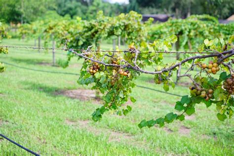 Muscadine Grape Fruit on the Branch in the Harvest Season in Florida Stock Image - Image of line ...