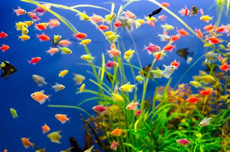 Demystifying Glofish Angelfish: Can They Live Together?