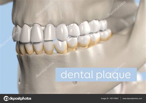 Human teeth anatomy model Stock Photo by ©AnatomyInsider 150110842