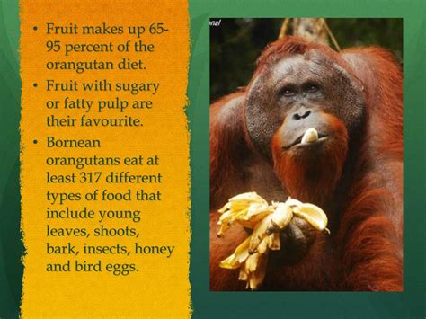 PPT - Orangutan PowerPoint Presentation, free download - ID:1976182